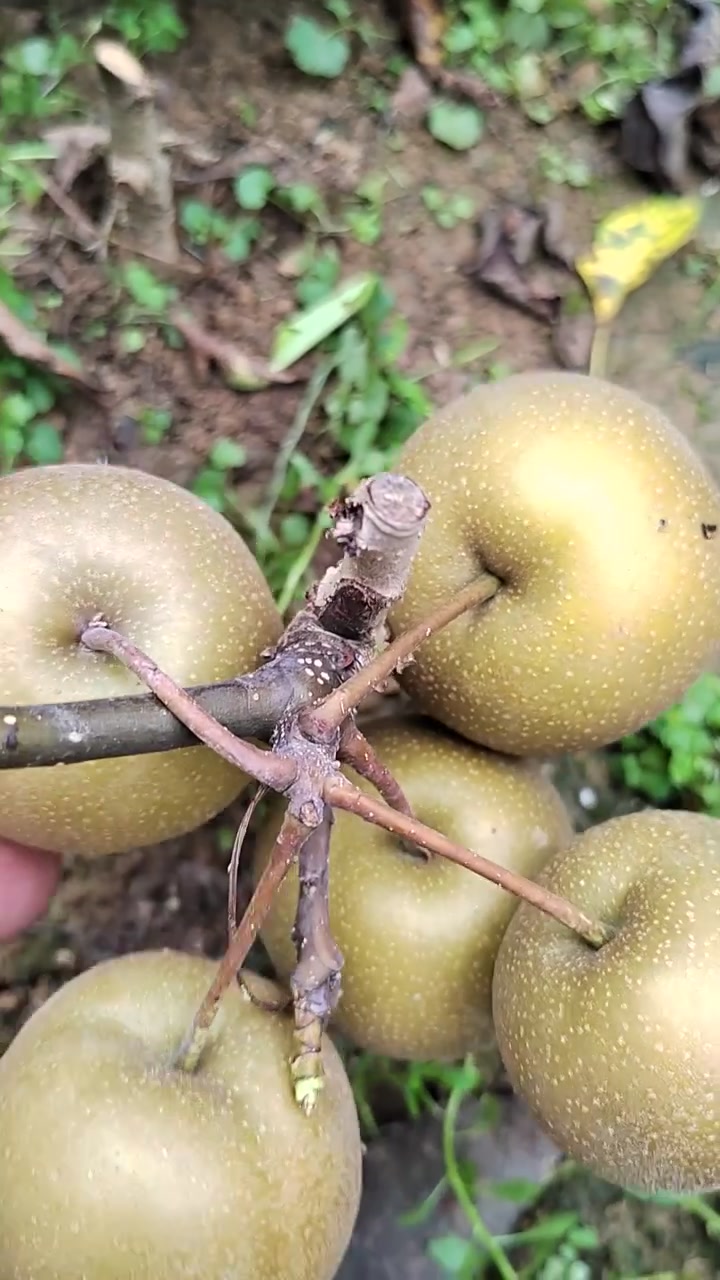 秋月梨树苗基地,新品种梨树有哪些,一年生梨树苗多少钱