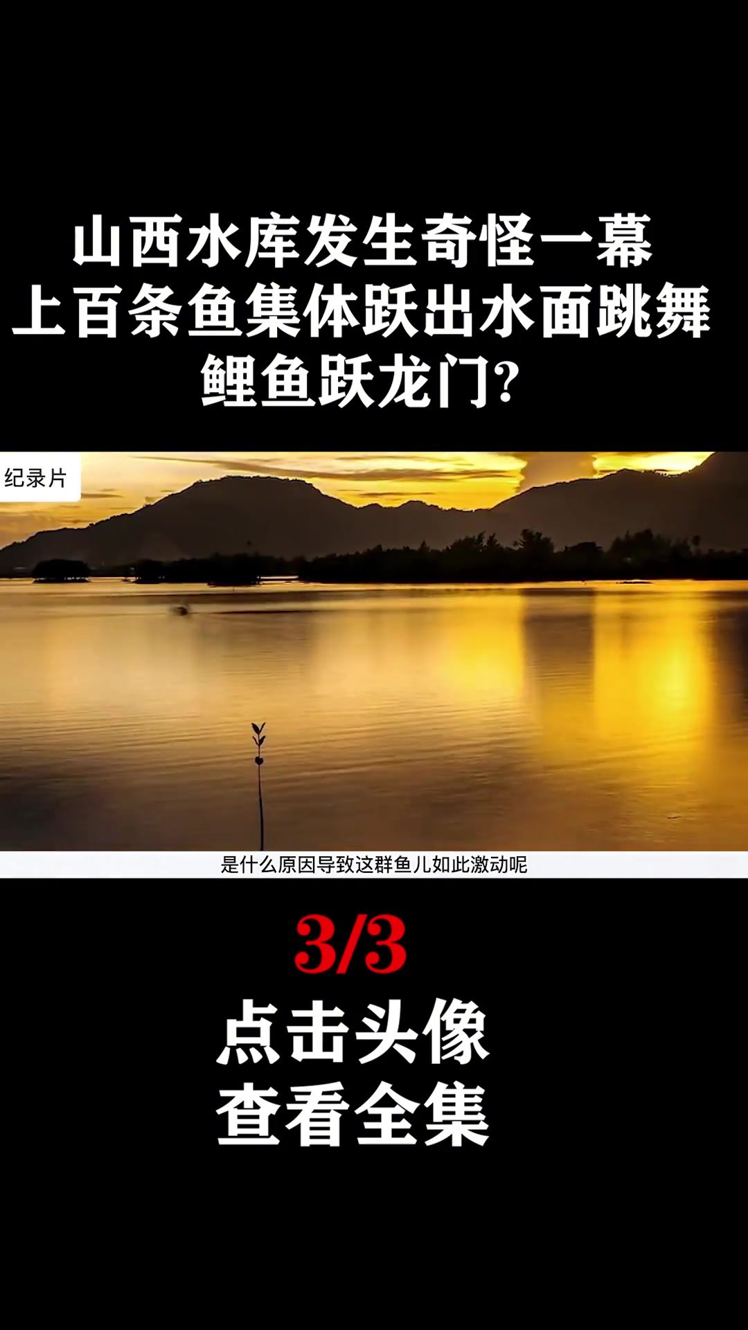山西水库发生奇怪一幕,上百条鱼集体跃出水面,现实鲤鱼跃龙门?奇闻奇事 鲤鱼跃龙门 揭秘