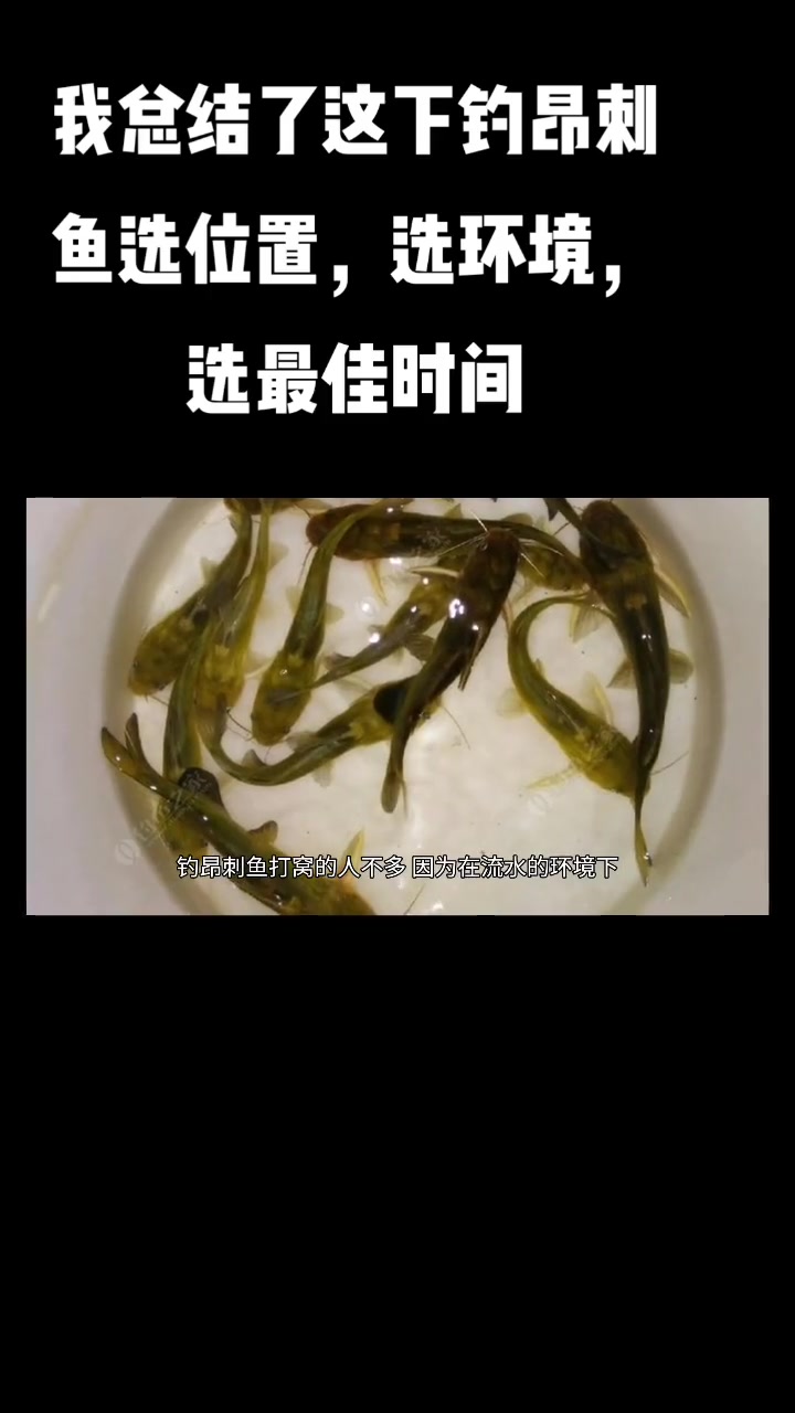 你还担心钓不到昂刺鱼吗?我这里技巧相当的哇塞哦