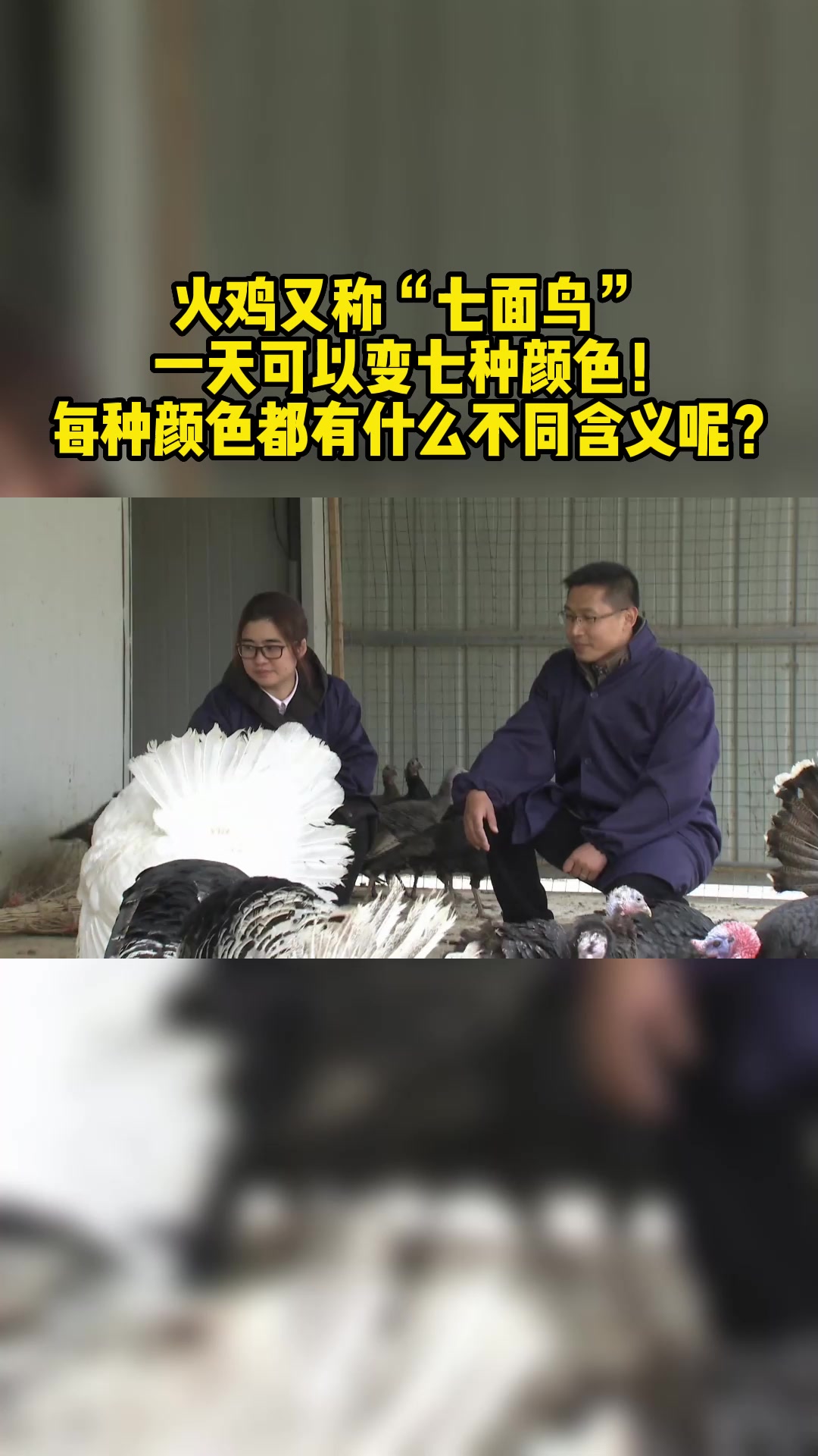 4火鸡又称“七面鸟” 一天可以变七种颜色!