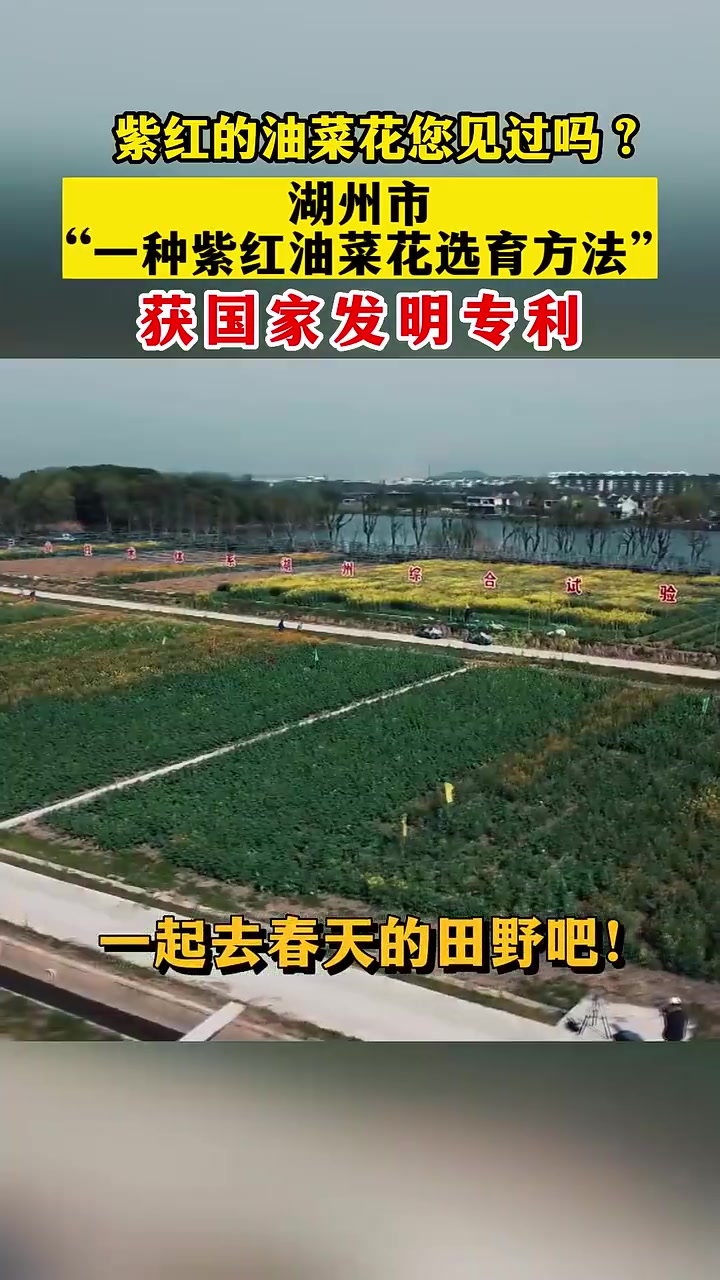 去春天的田野 看紫色的油菜花