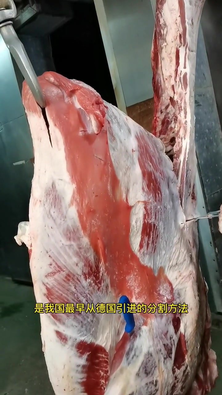 牛肉分割的二分体和四分体