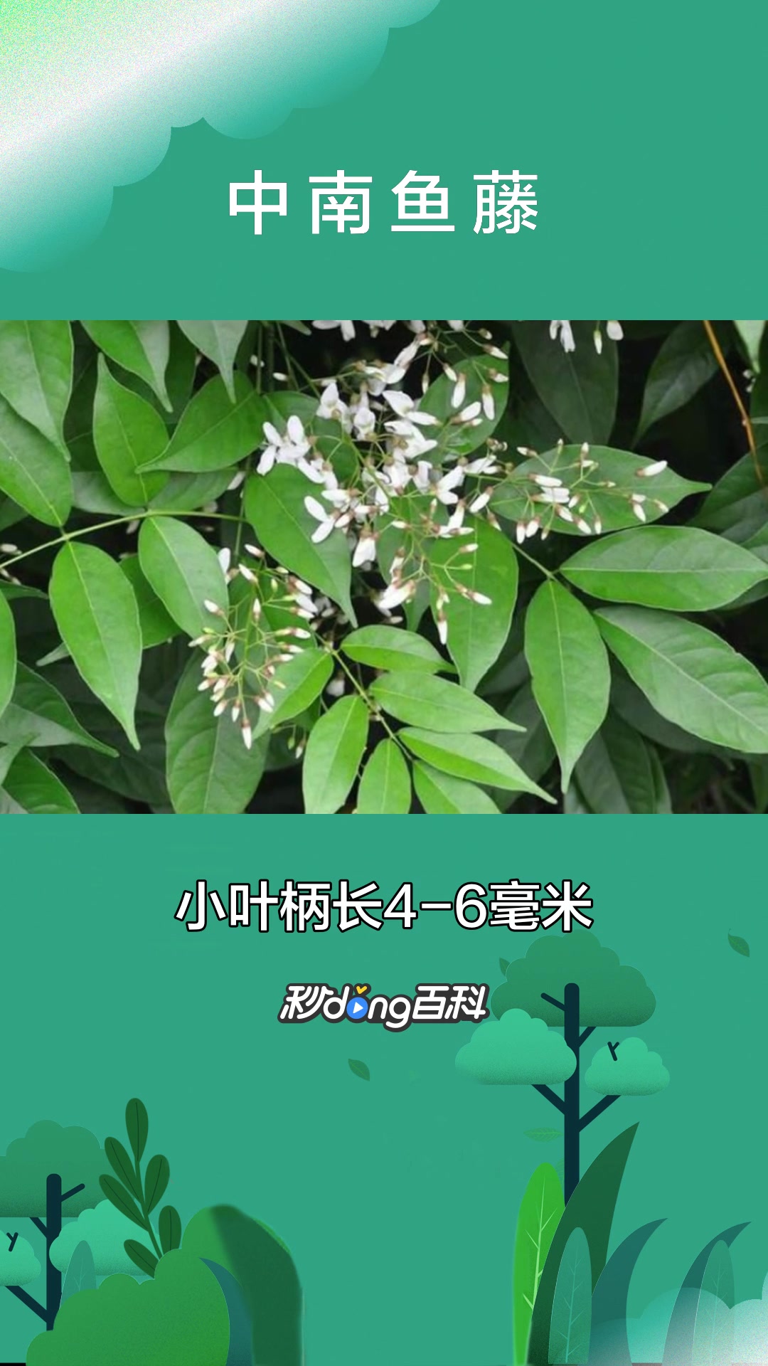 一分钟了解中南鱼藤