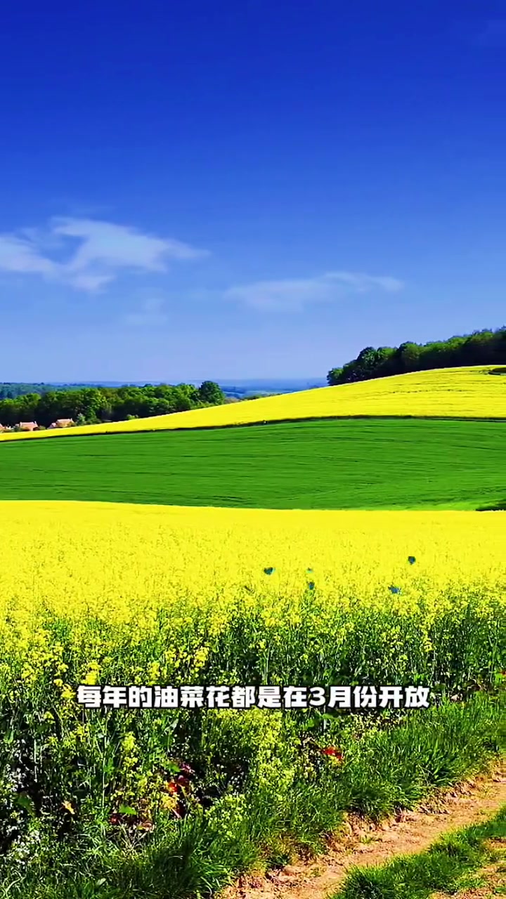 江西婺源油菜花已到盛开的季节哦,这个时间点正合适