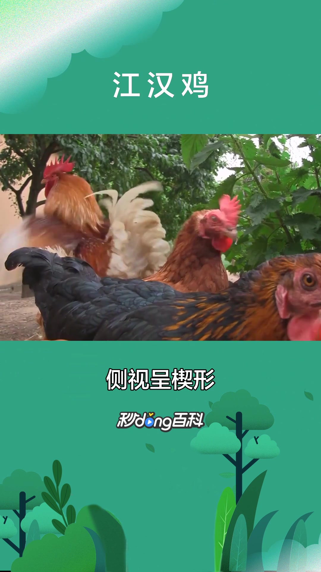 一分钟了解动物江汉鸡
