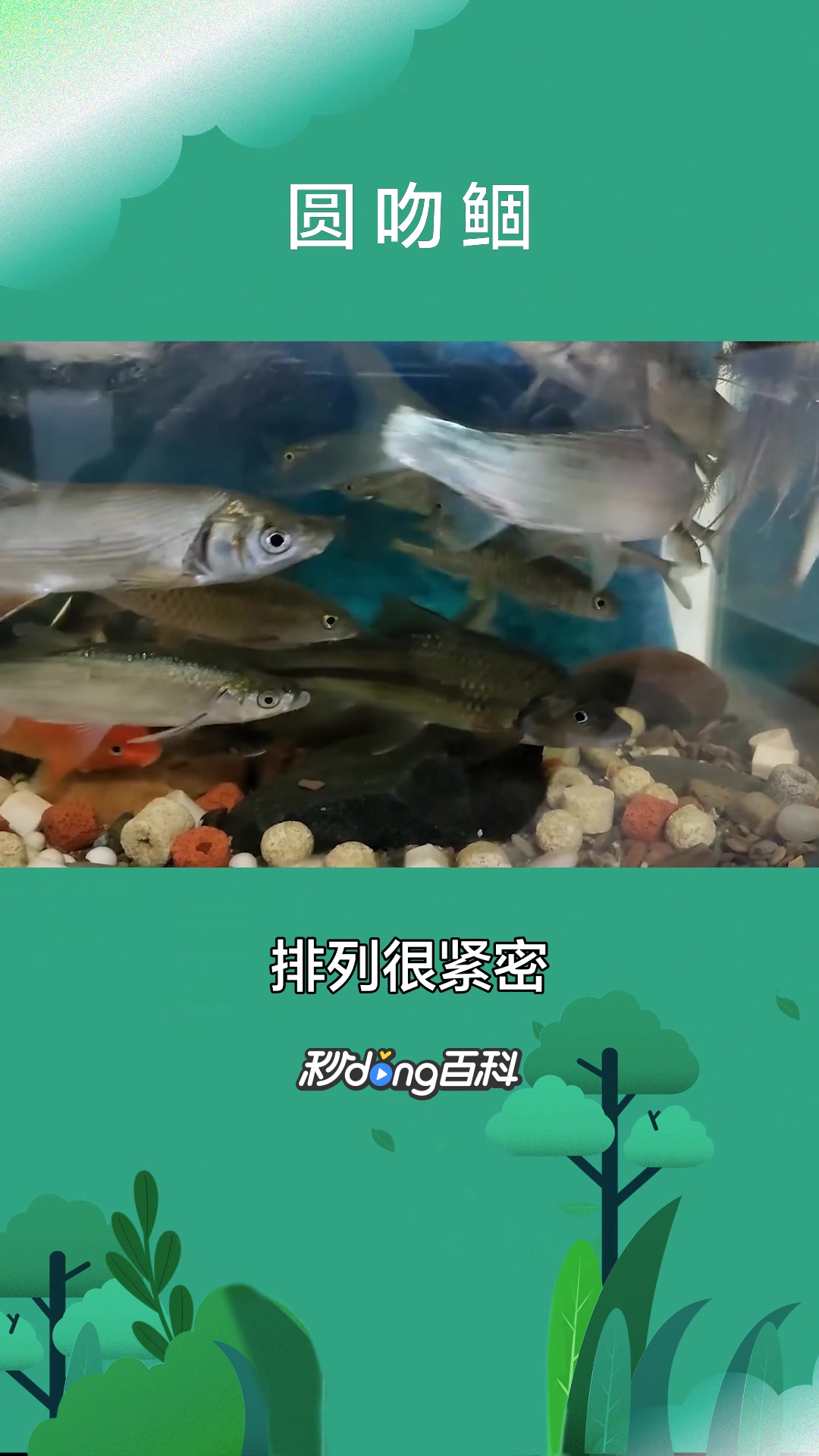 一分钟了解鱼类圆吻鲴