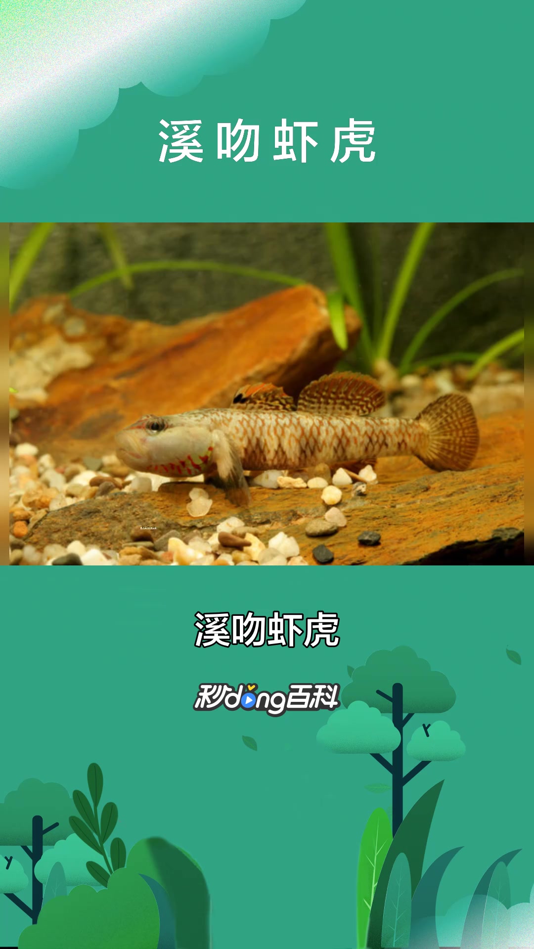 一分钟了解溪吻虾虎