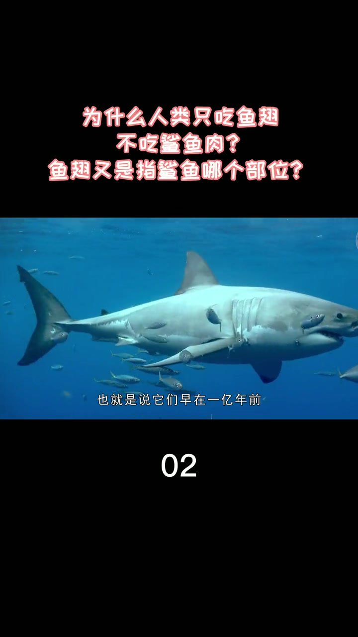 为什么人类只吃鱼翅,不吃鲨鱼肉?鱼翅又是指鲨鱼哪个部位?