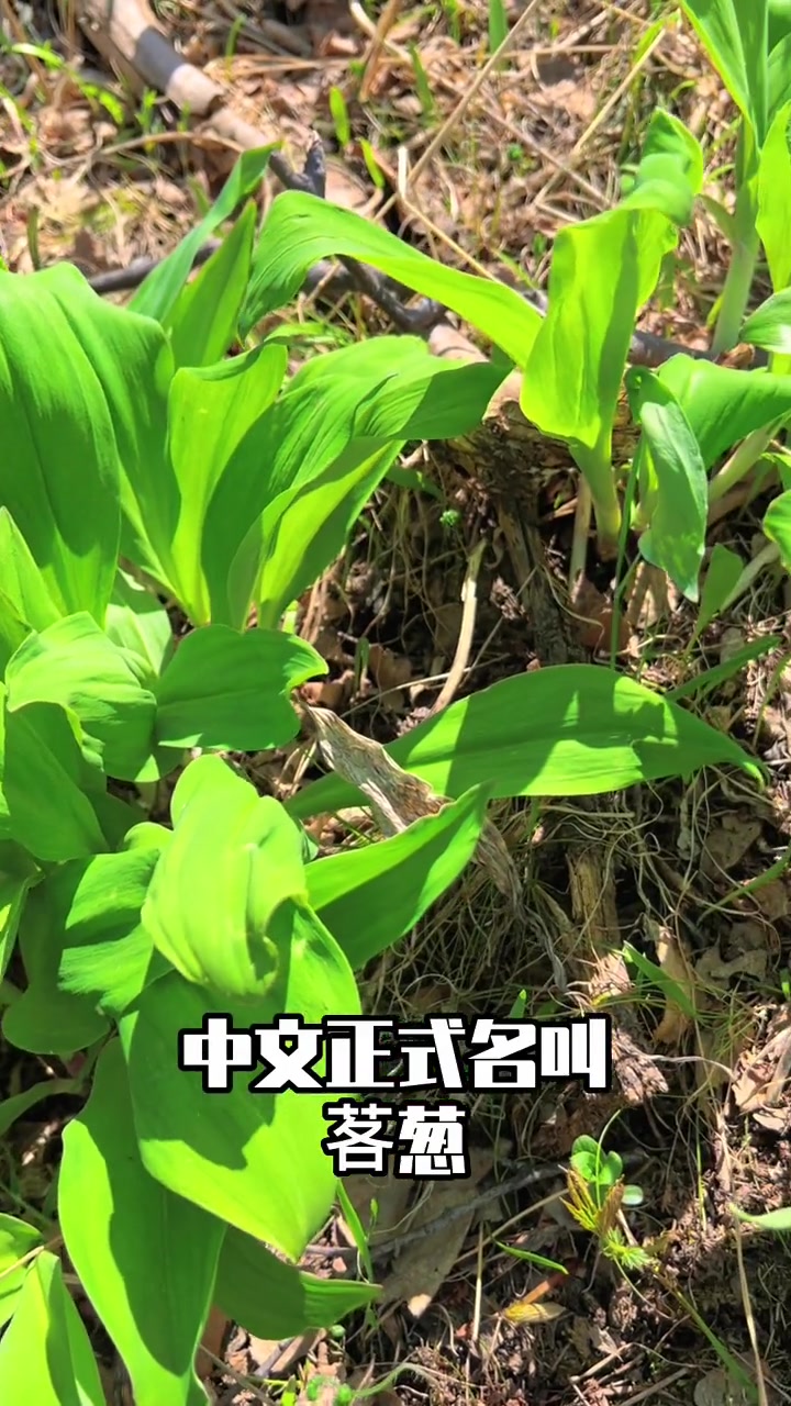 第1集|再介绍20种美味山野菜 萌知计划 山野菜 植物 科普 大自然的馈赠