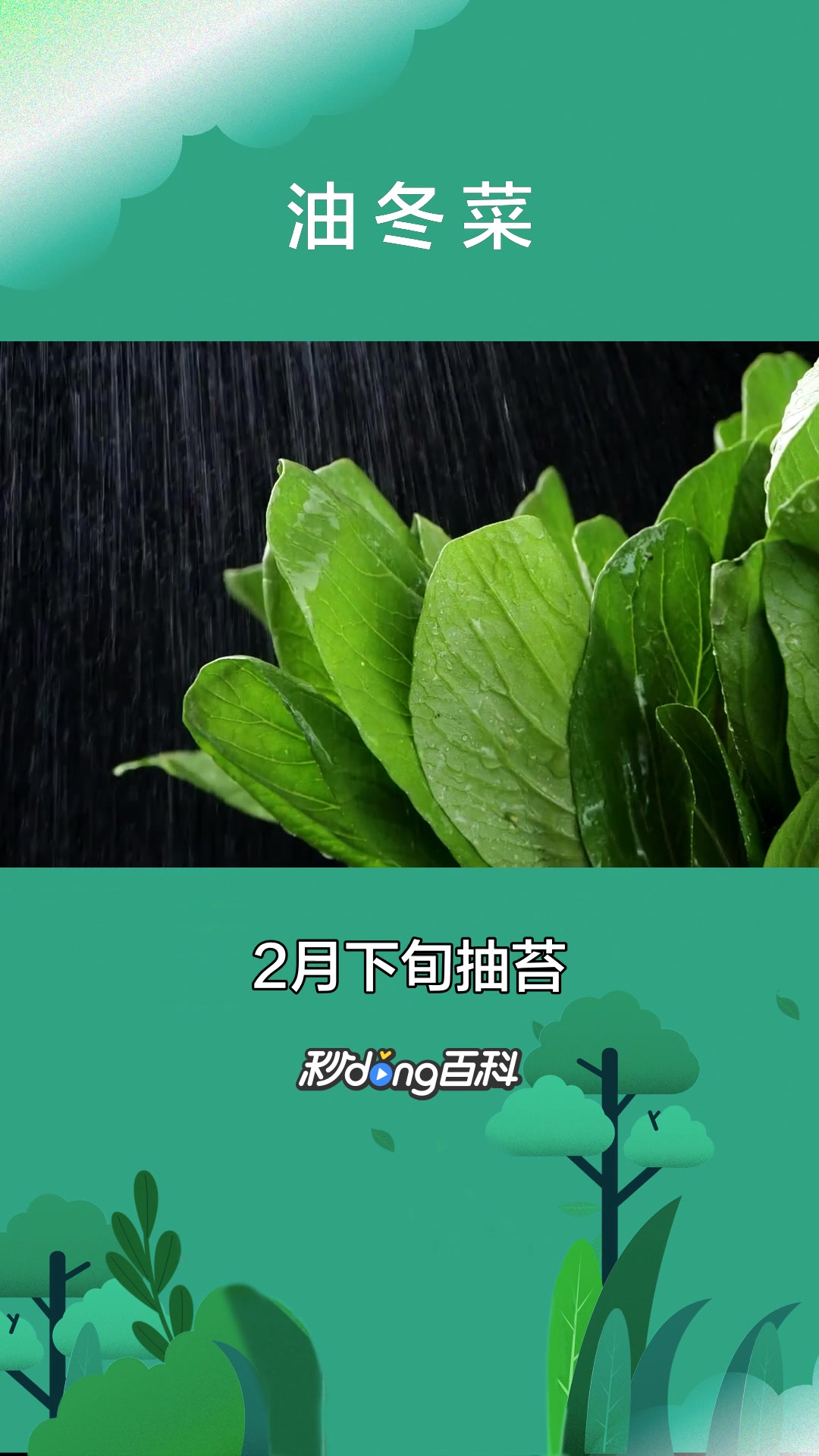 一分钟了解植物油冬菜