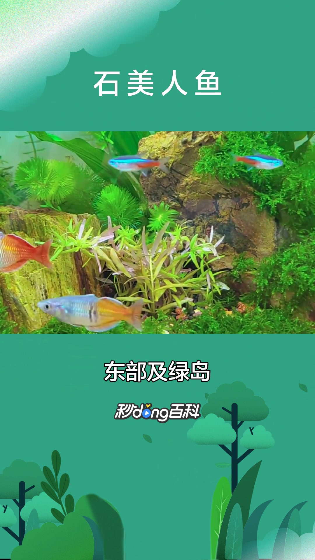 一分钟了解石美人鱼