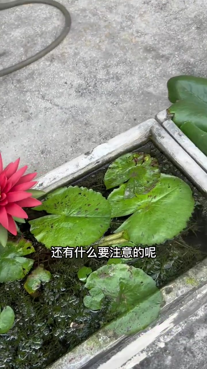 「去泰国的几点注意事项」政策放开之后,境外旅游又恢复了往日的生机与活力。但去泰国旅行相比于