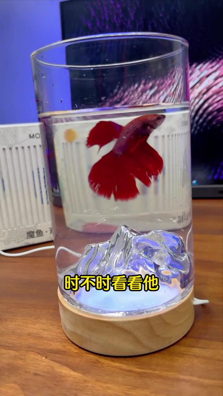 在桌子前就能观山看斗鱼 这种逍遥生活还能去哪找 泰国斗鱼 养鱼日记 提升幸福感好物