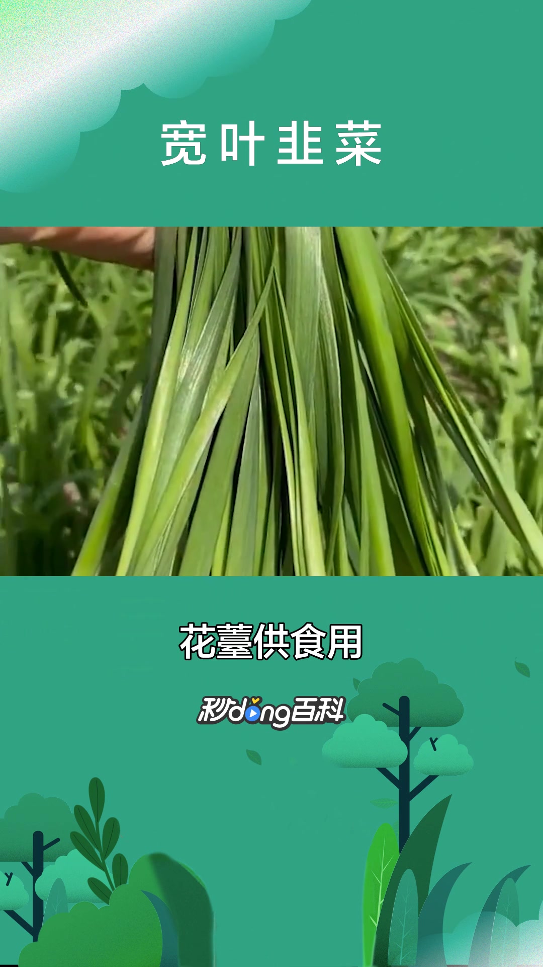 一分钟了解宽叶韭菜