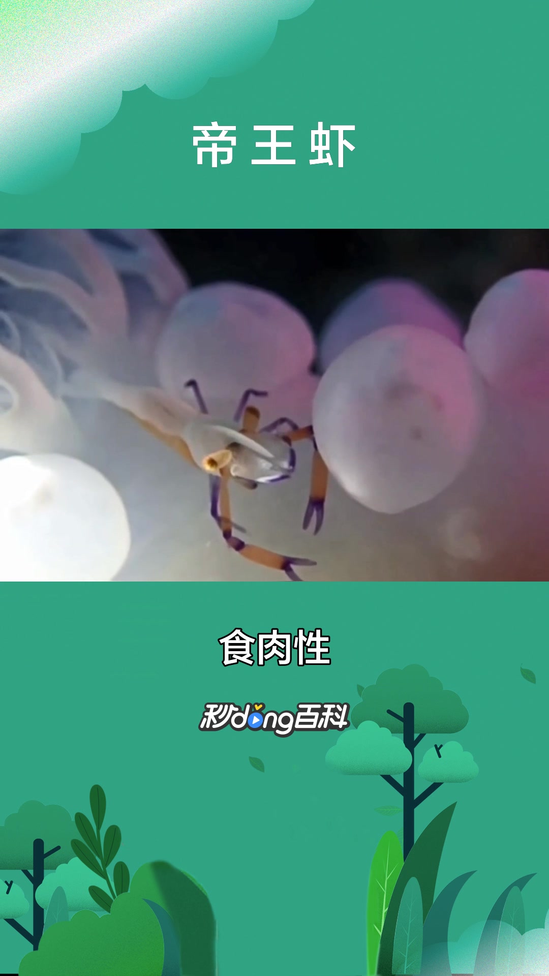 一分钟了解动物帝王虾