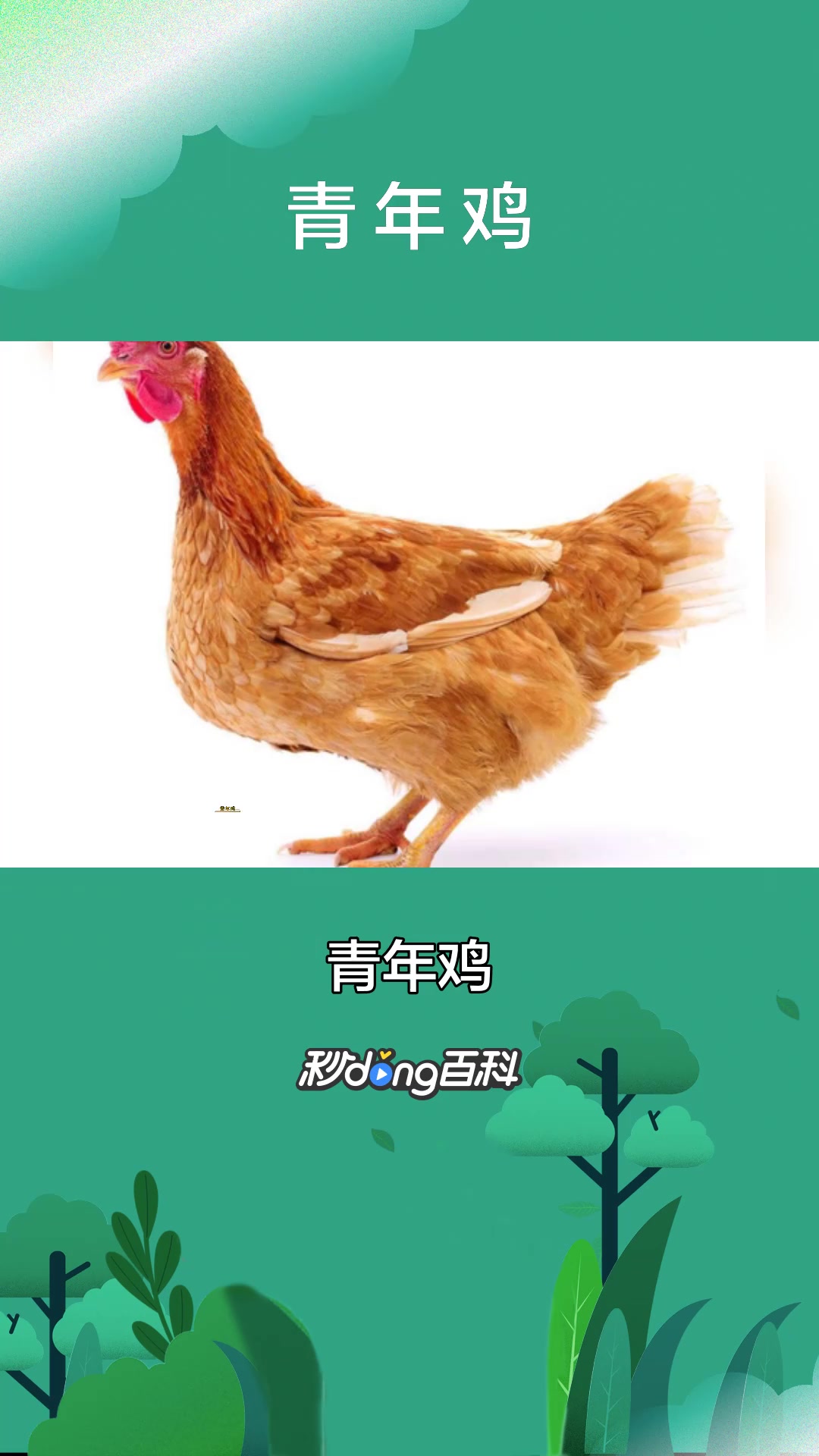 一分钟了解动物青年鸡