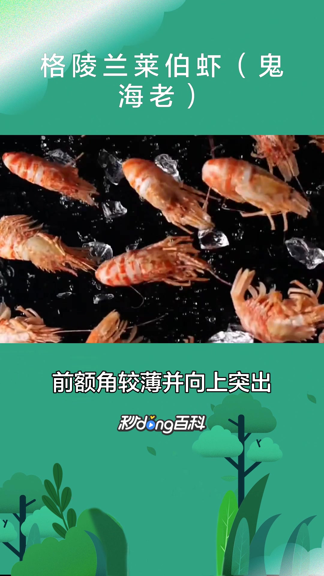 一分钟了解格陵兰莱伯虾(鬼海老)