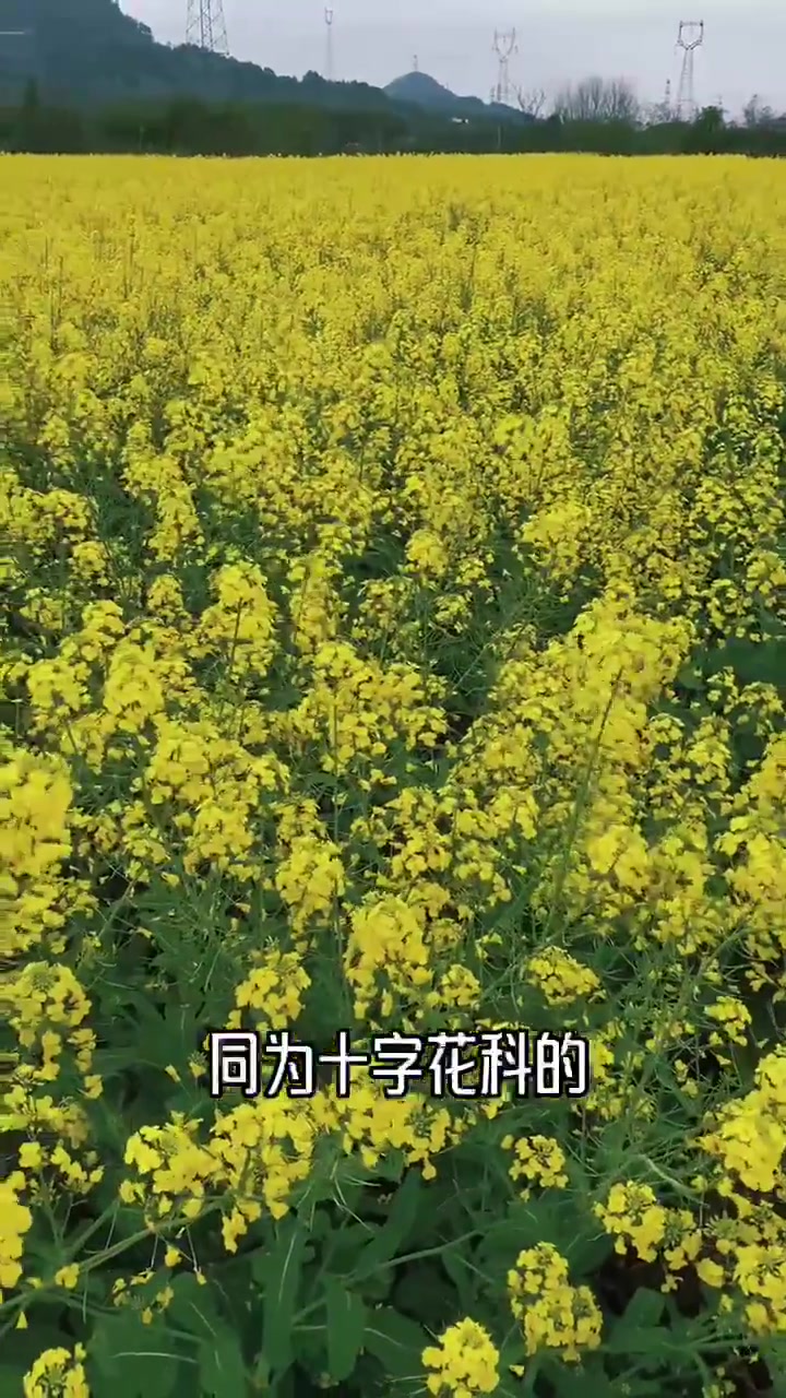 霓虹色油菜花海美出圈,漂亮颜色背后功臣竟是野菜