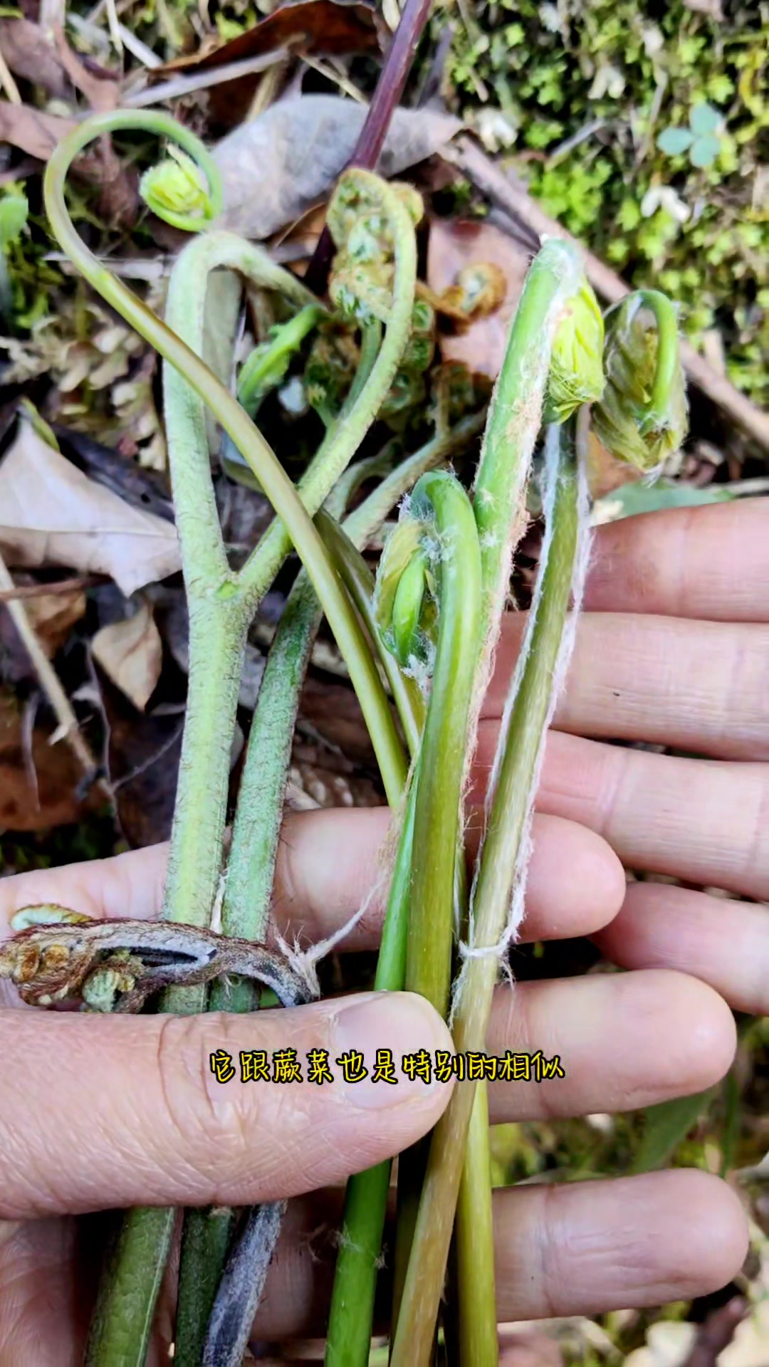 薇菜,我们苗家叫他月亮菜。