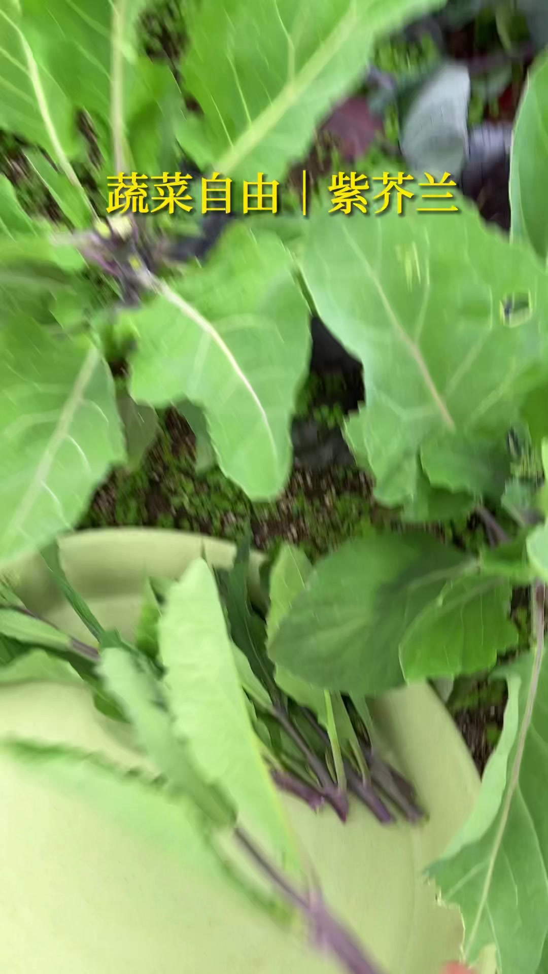 可持续采收半年的蔬菜,紫芥兰