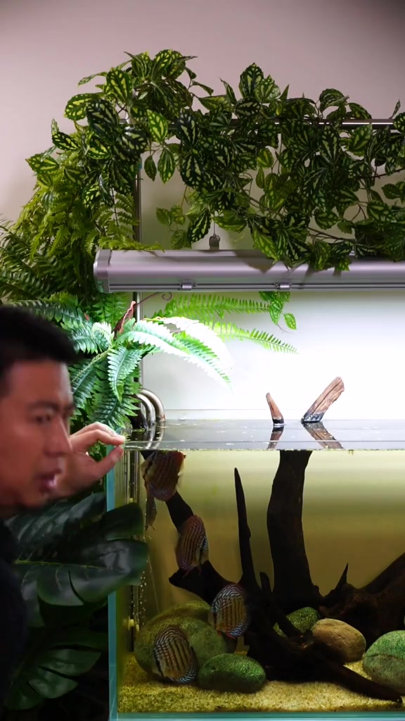 观赏鱼白点病很常见,加温一招就解决,不要乱用药