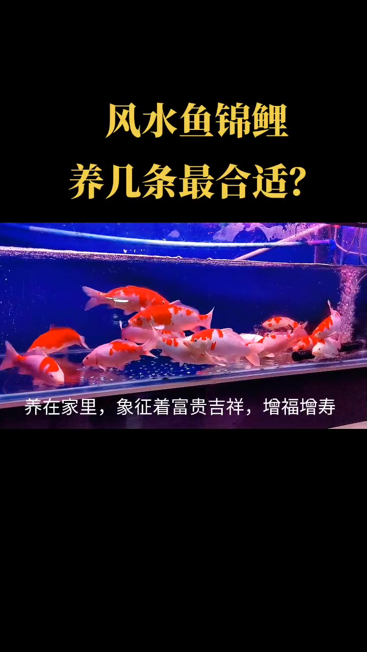 招财锦鲤养几条好呢?