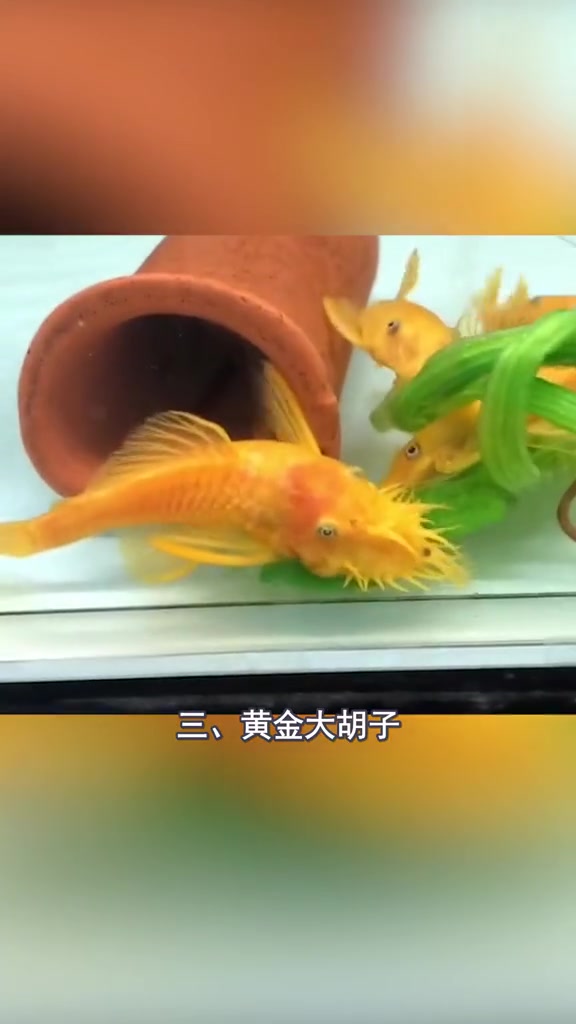 鱼缸常见的清洁鱼,懒人好帮手,你觉得哪位最强?
