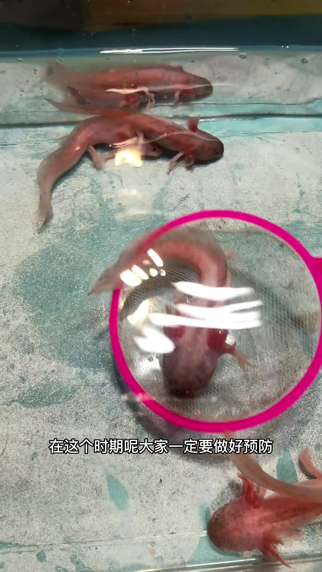 六角恐龙得了败血症怎么办如何治疗哪些症状