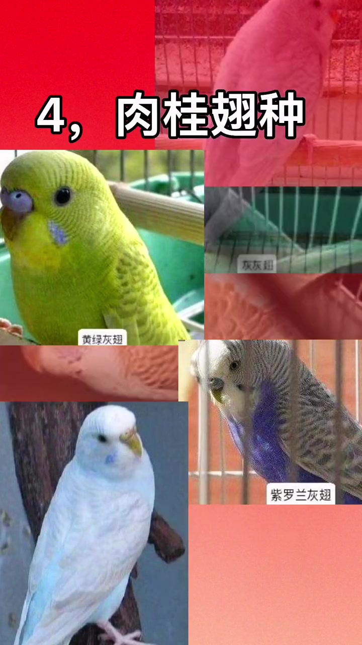 虎皮鹦鹉是我们最常见的小可爱,你都见过哪些品种?