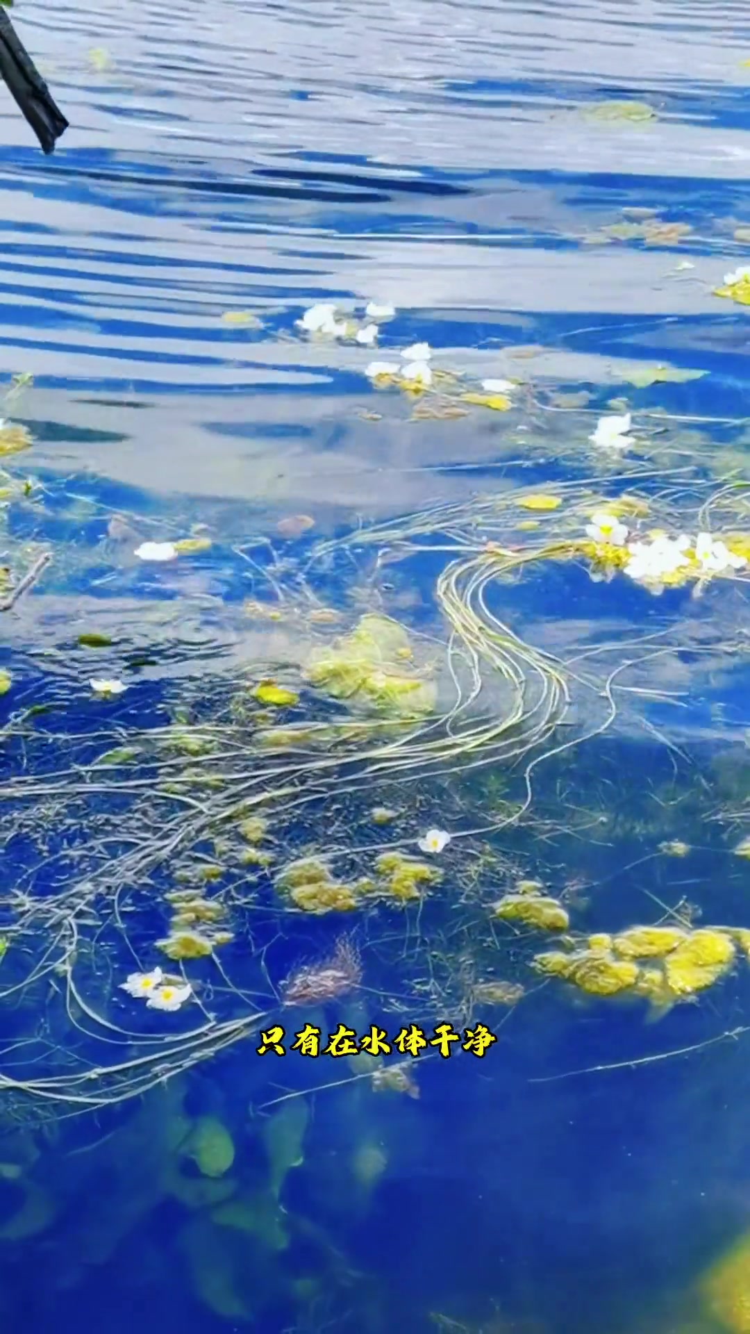 水性杨花 你尝过了吗?来大理不要错过哦 全能导游 导游来了 云游中国计划 旅行推荐官 美食