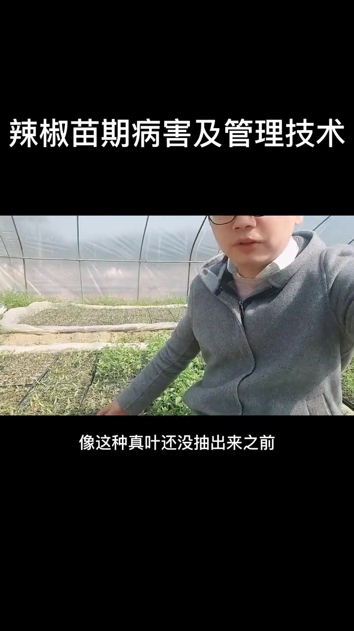 辣椒苗期种植大棚管理及病害防治 辣椒种植 种植技术