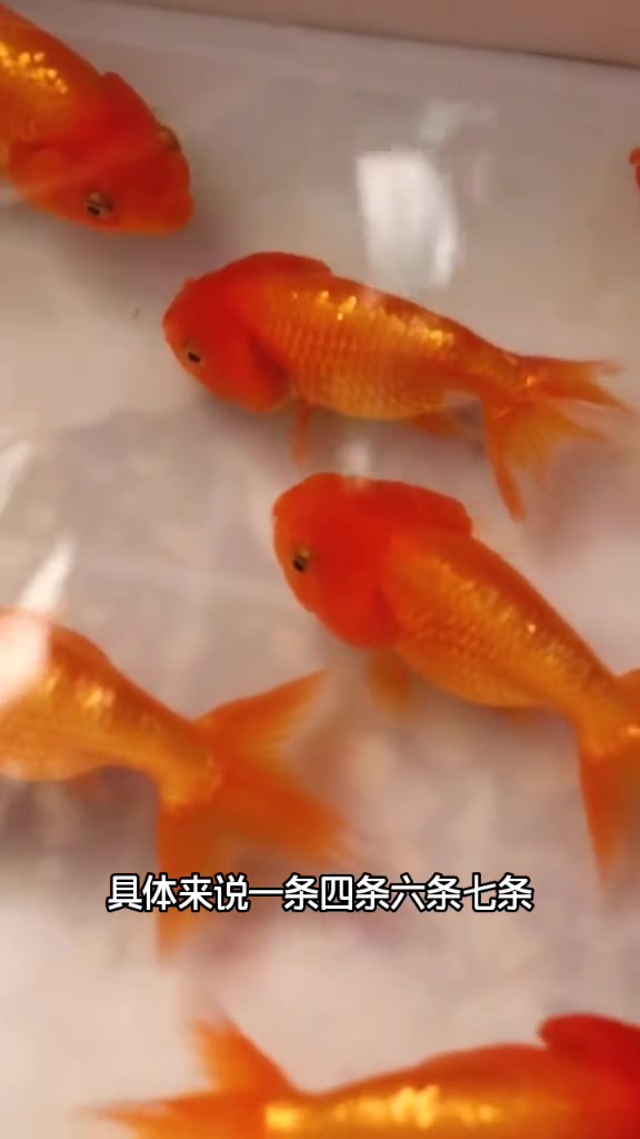 金鱼养几条旺财?这么养有利于家中财运