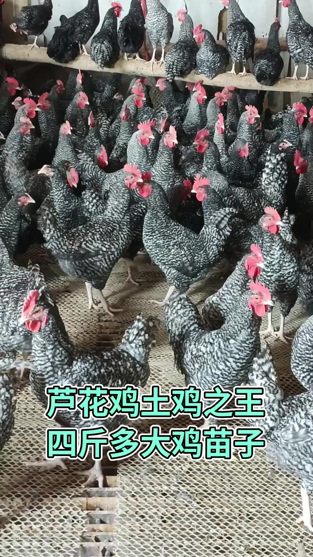 芦花鸡土鸡之王,四斤多大鸡苗子