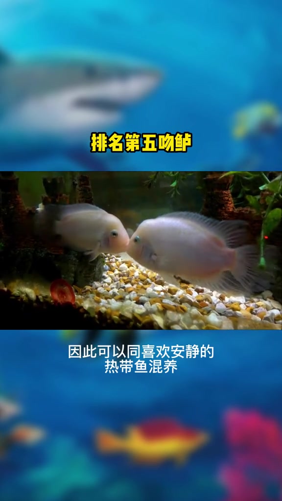 世界上养不死的热带鱼都有哪些呢?