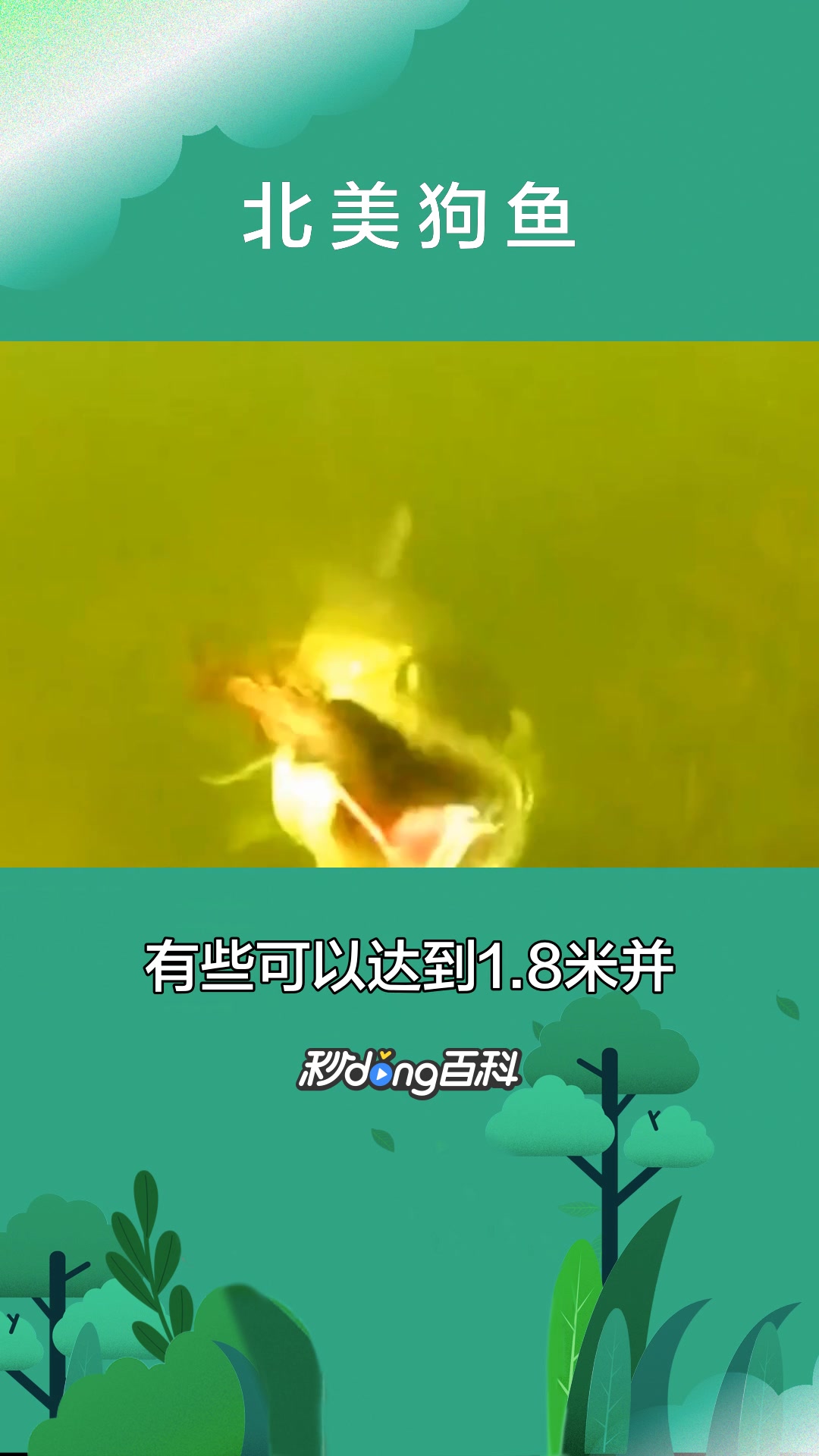 一分钟了解北美狗鱼