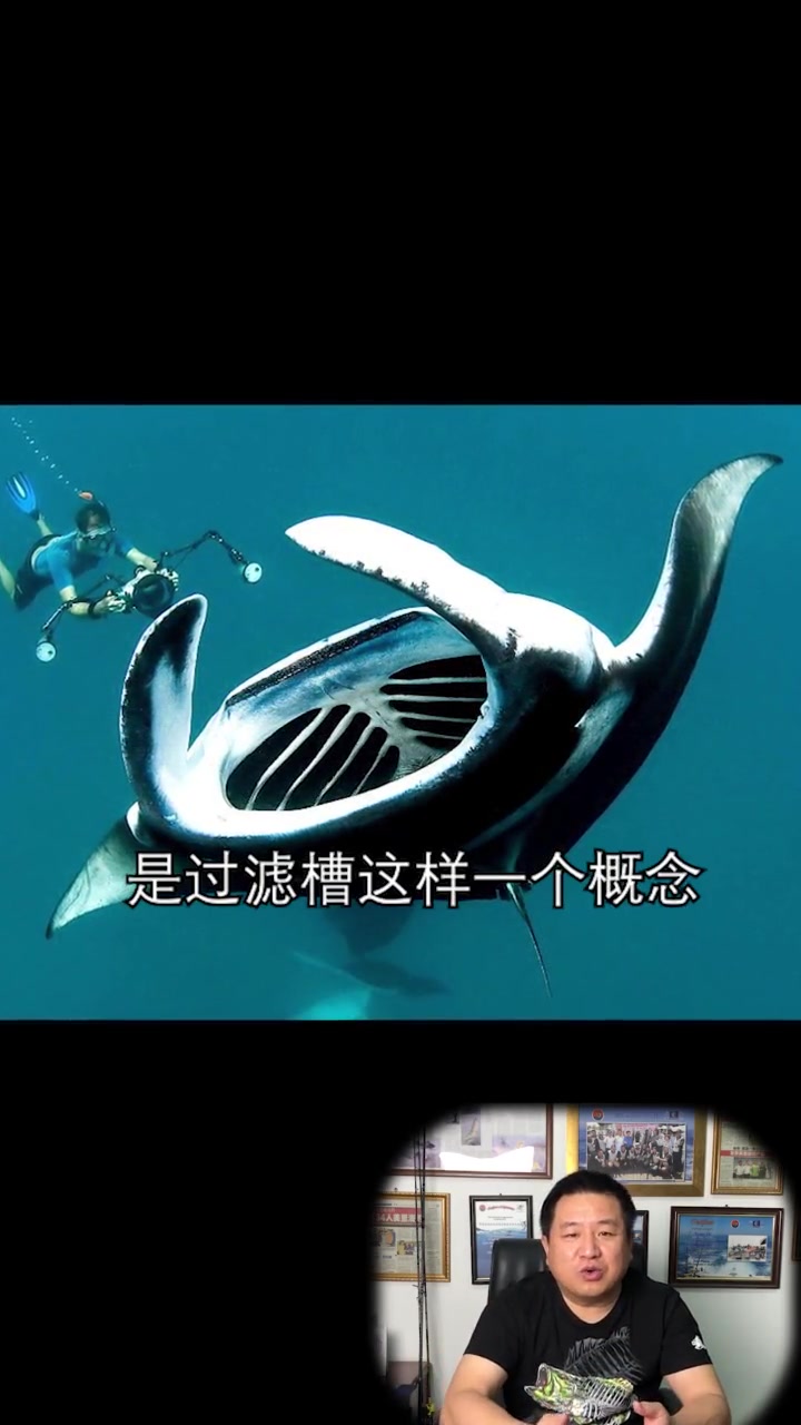三类魔鬼鱼的区别?一个够大,一个够怪,一个够毒!