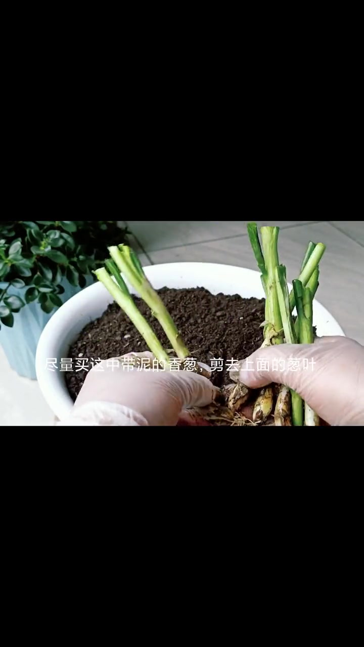 阳台种植自己喜欢的蔬菜,收获的不仅是菜,还有好心情 绿植妙招 盆栽 阳台种菜