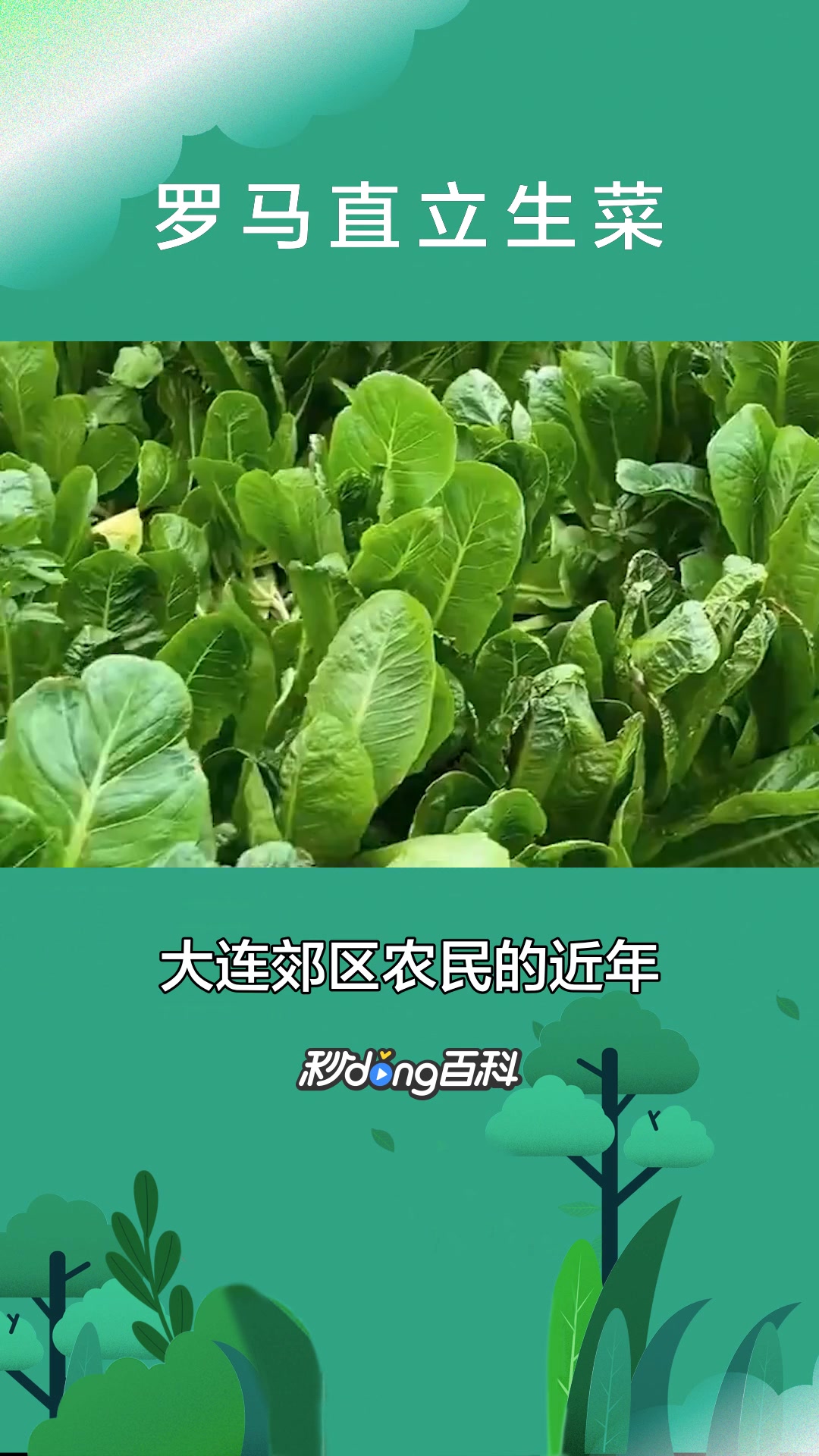 一分钟了解罗马直立生菜