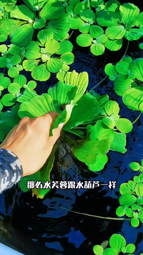 好看但容易泛滥的 水芙蓉 夏天水塘鱼池必种 养花