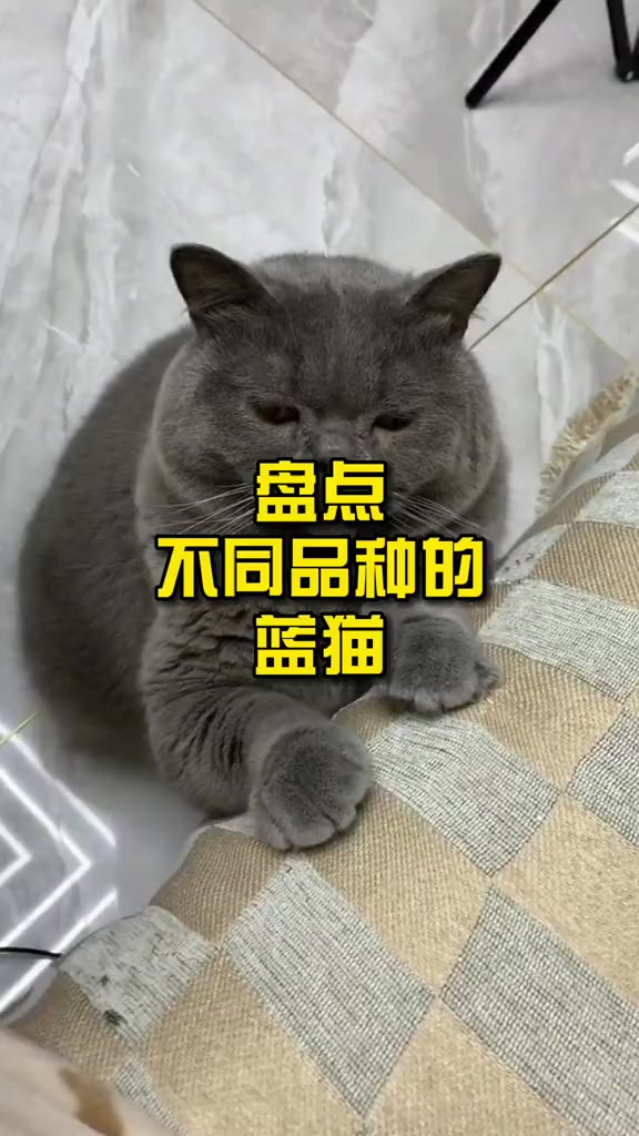 盘点不同品种的蓝猫!
