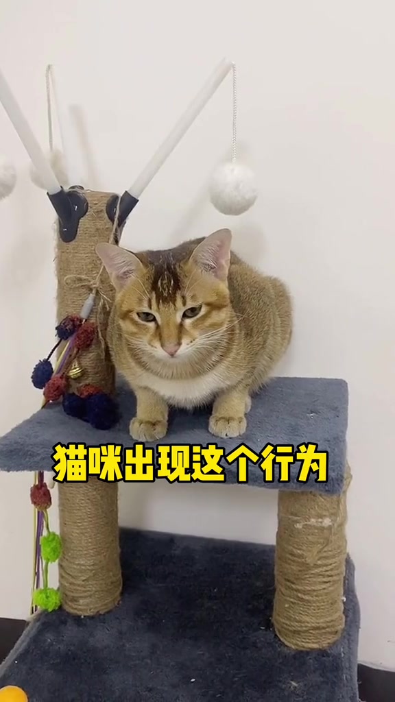 当你家猫咪频繁出现母鸡蹲,这个视频一定要看完
