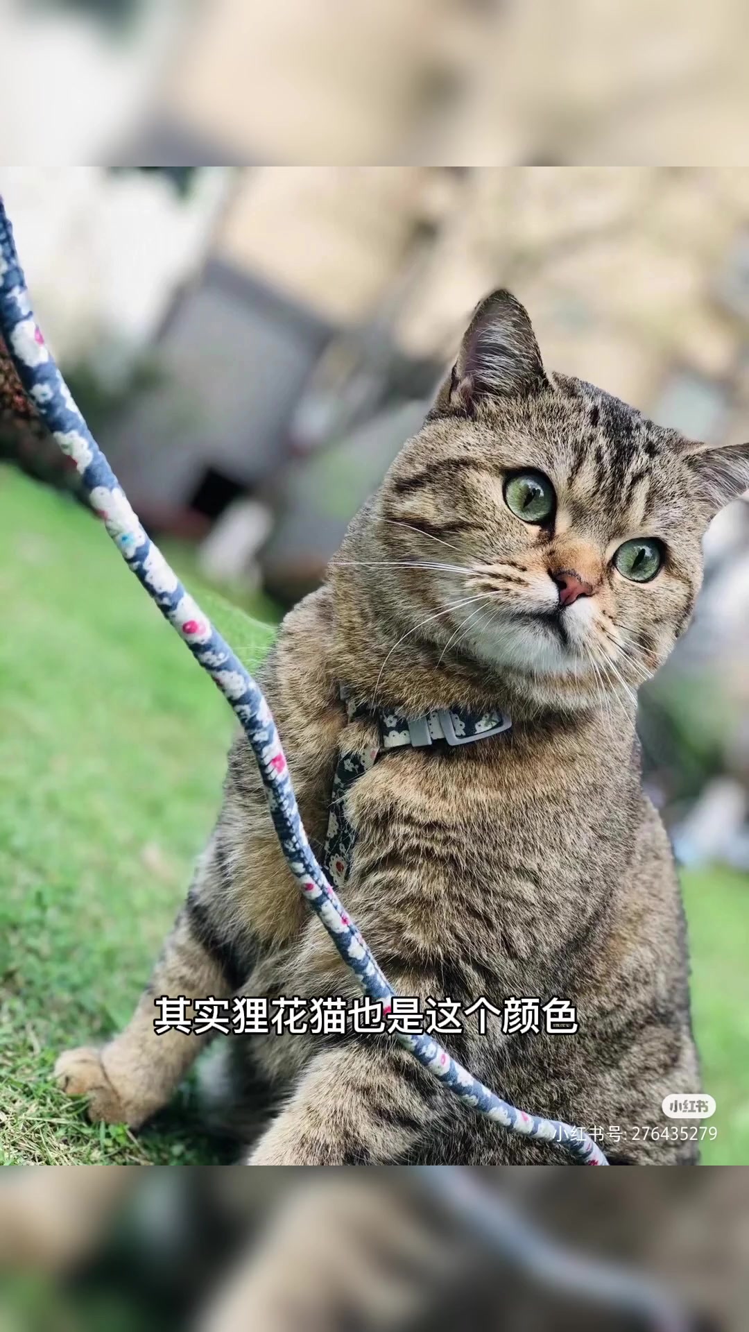虎斑英短花色有哪些你知道吗?