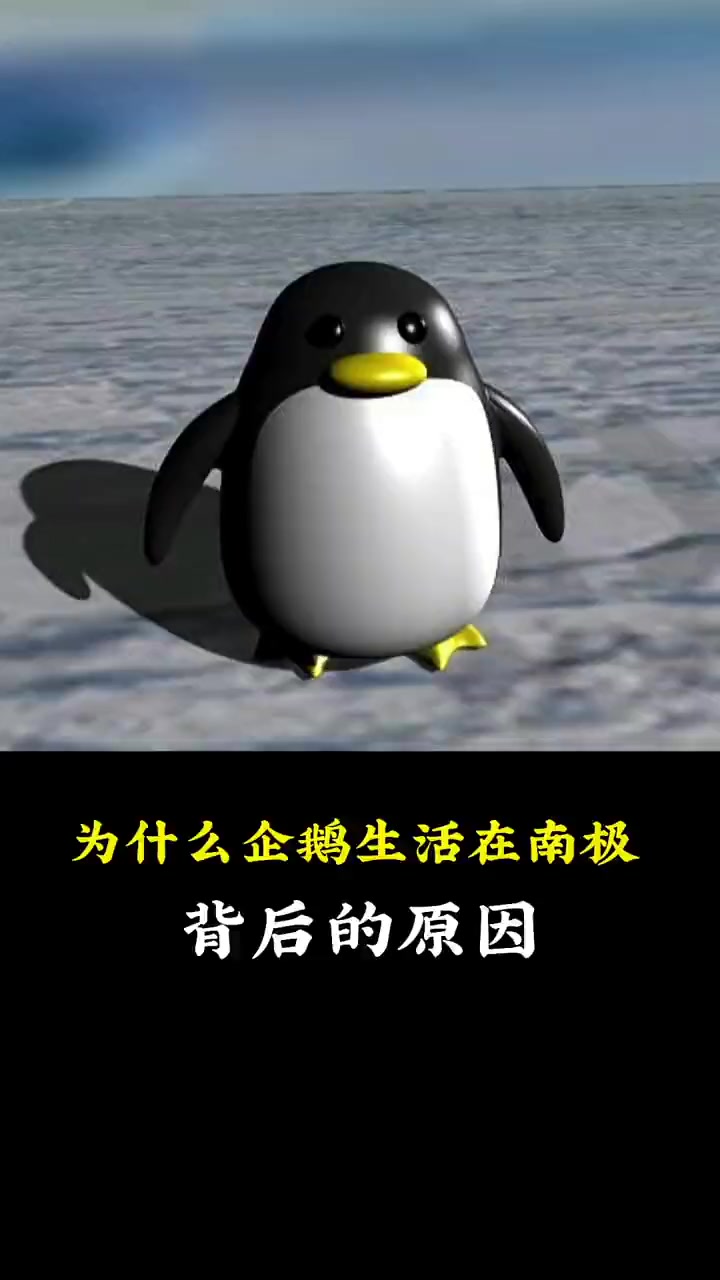 企鹅为什么生活在南极,保护野生动物,人人有责