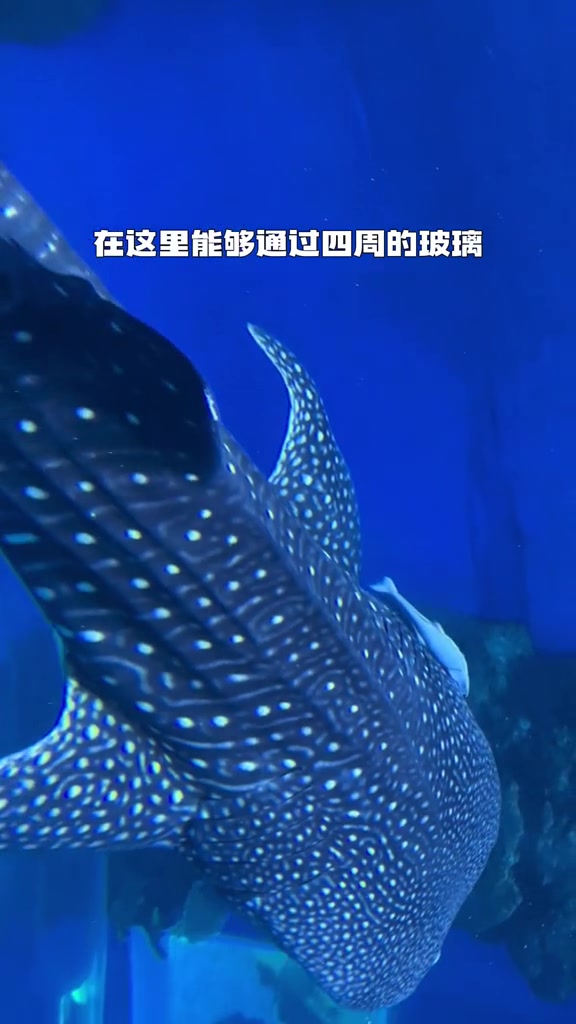 鲨鱼是吃什么长大的?它一天能吃多少呢?