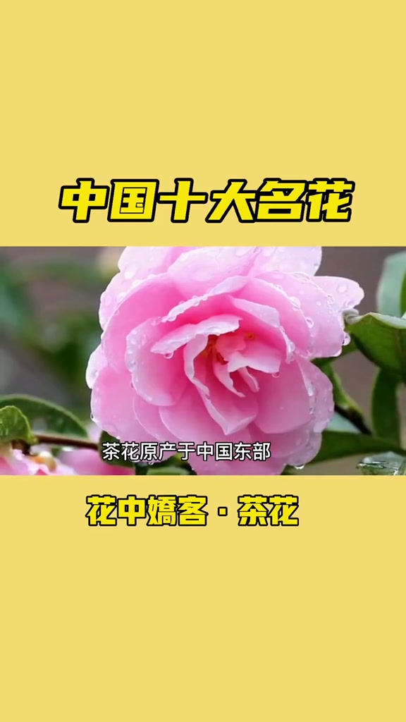 中国十大名花:花中娇客·茶花