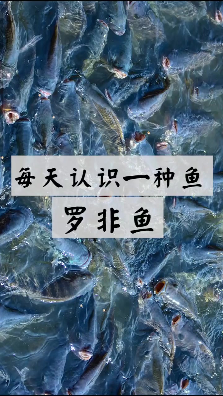 罗非鱼国外泛滥成灾,在中国是道美食!