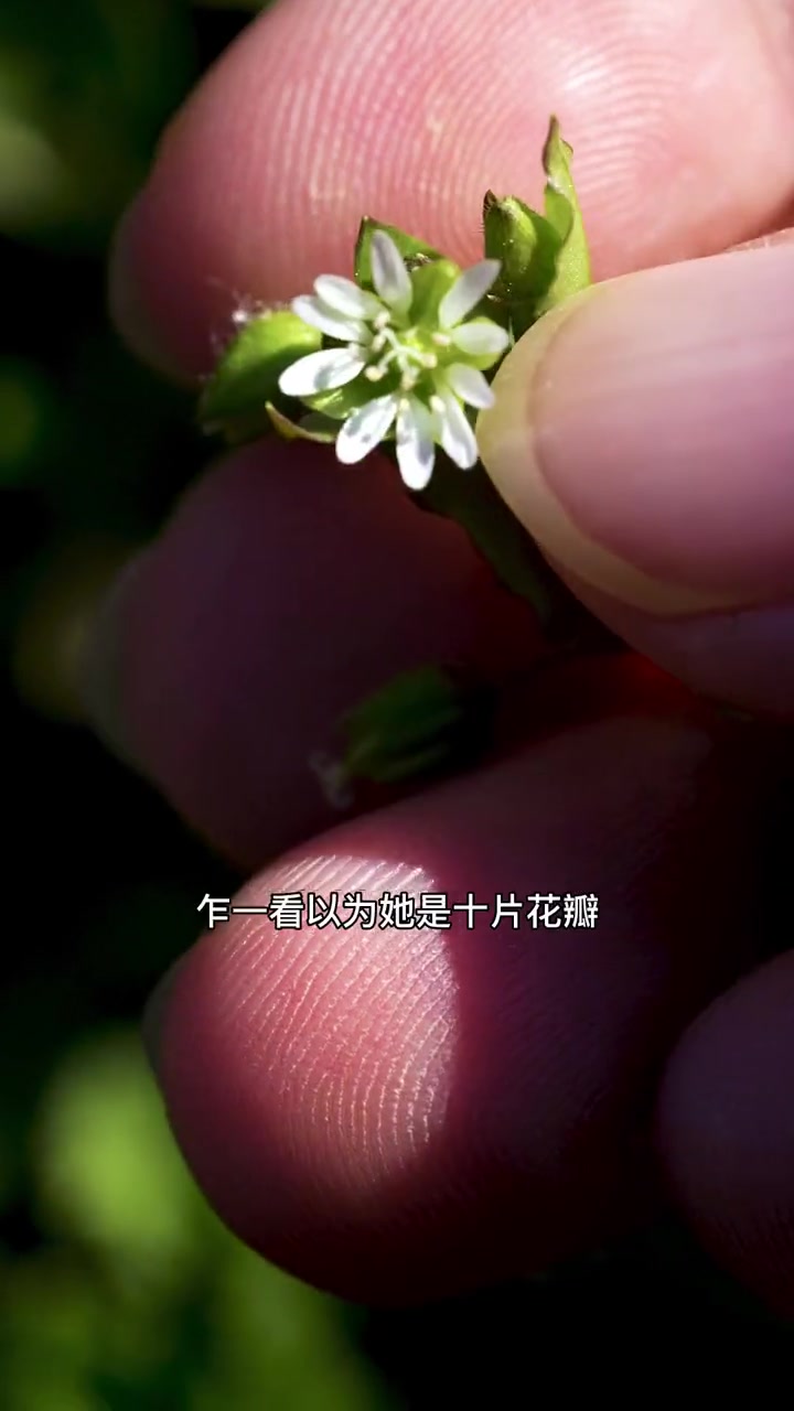 春天野外常见小花花你知道她的名字吗?阿拉伯婆婆纳、附地菜