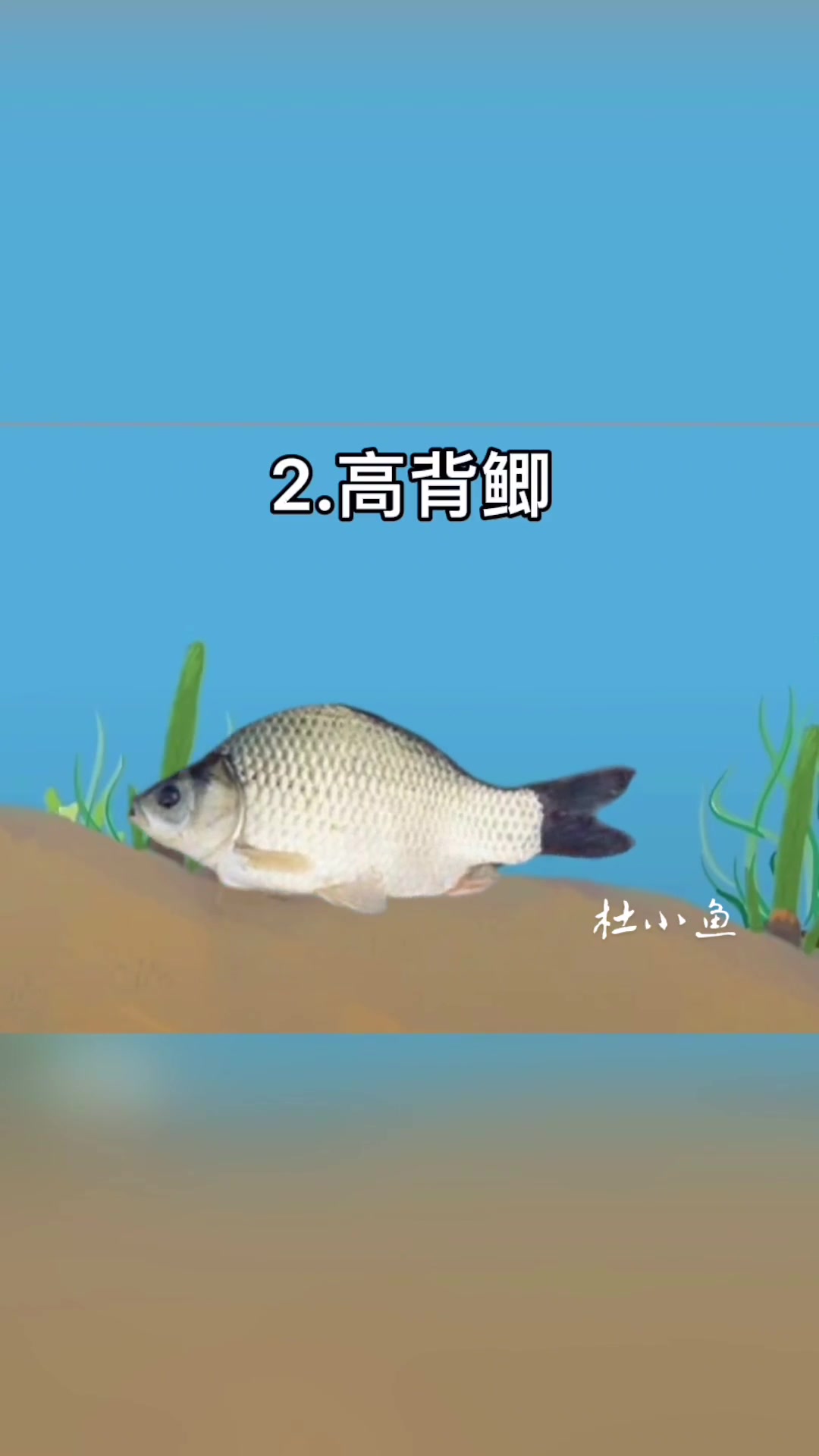 8种鲫鱼的种类.钓友们知道几种.钓到过几种