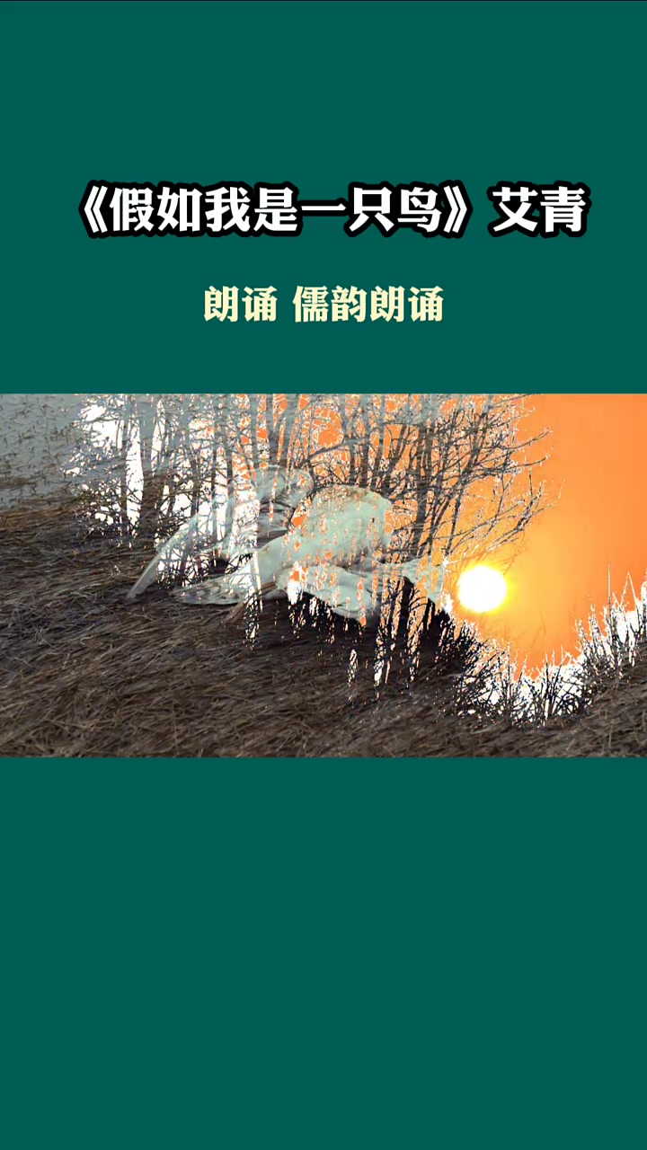 第41集|《我爱这土地》艾青#经典诗歌朗诵#手光合计划#创作灵感