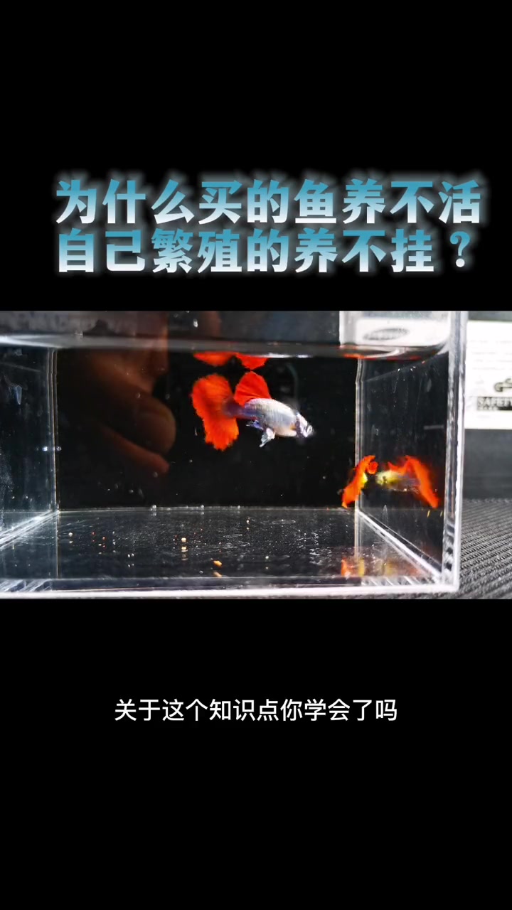为什么你买回来的孔雀鱼,总养不活?
